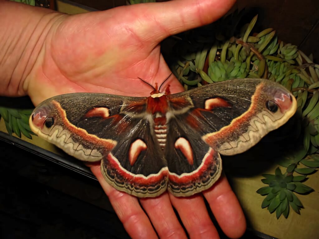 Cecropia Moth with large patterned wings resting on human hand close-up nature wallpaper