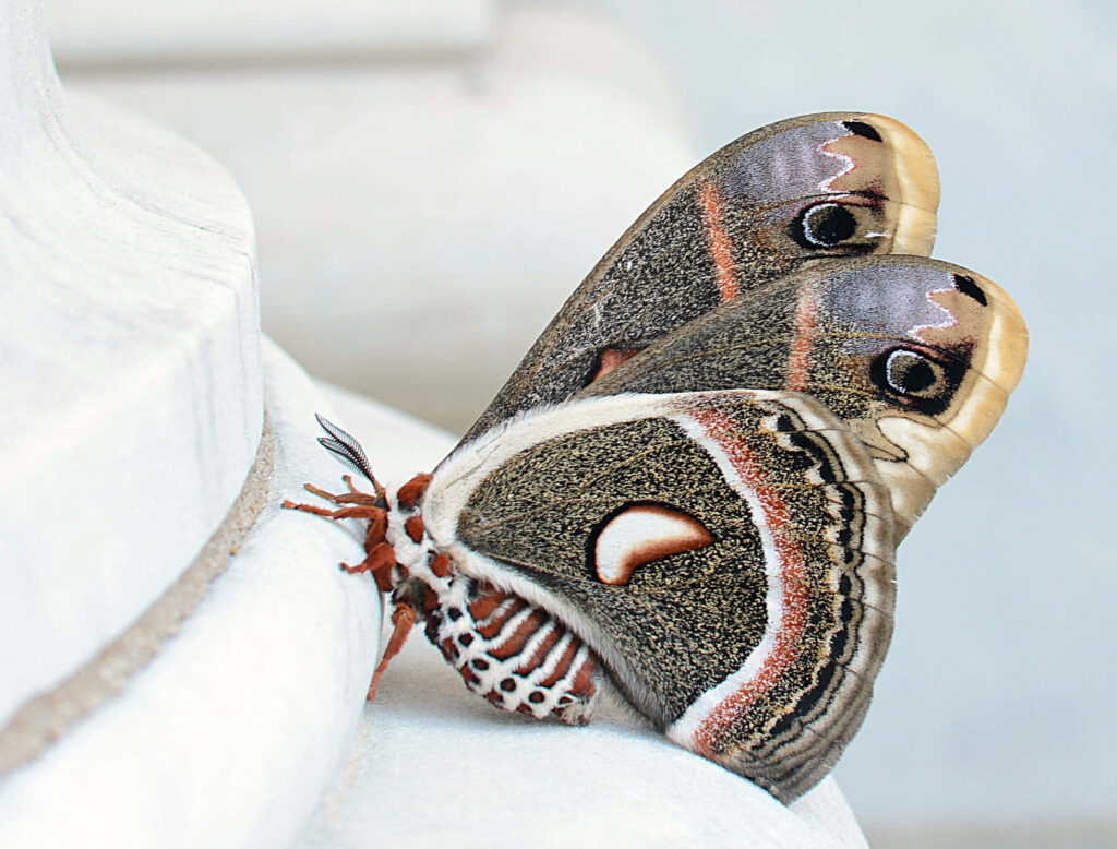 Closeup of Cecropia Moth wings with intricate brown black cream patterns and distinctive eyespots Wallpaper