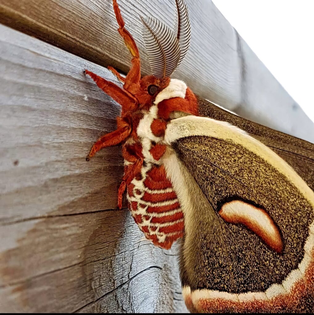 Closeup of Cecropia moth with red brown patterns and intricate antennae on weathered wood Wallpaper