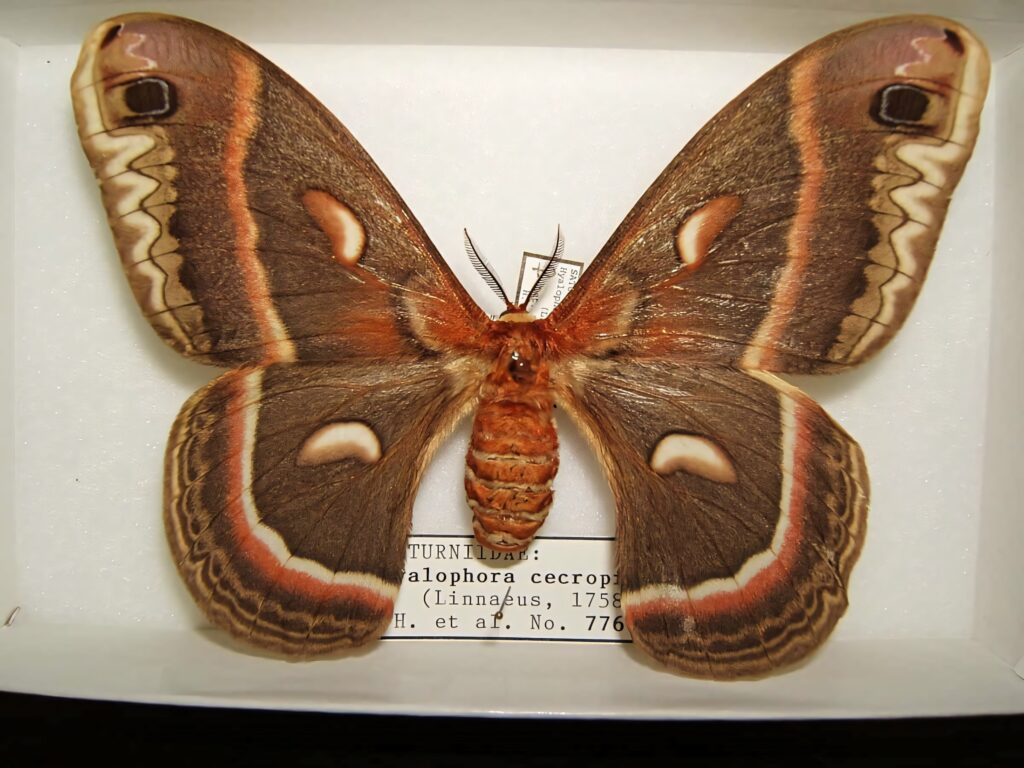 Detailed Cecropia Moth wallpaper with brown red cream wing patterns on neutral background