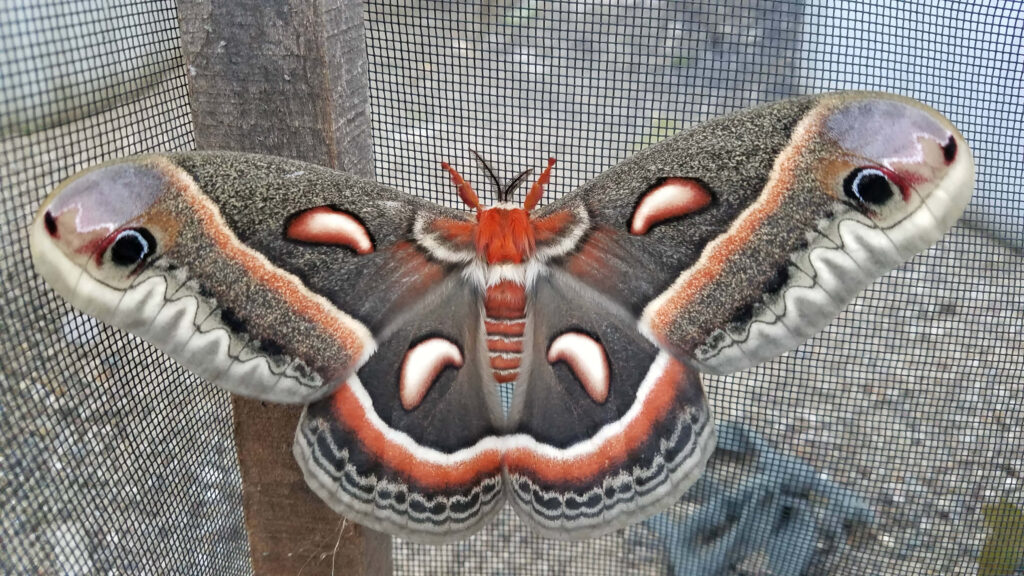 Cecropia moth macro photo showing broad velvety wings with brown orange white black patterns Wallpaper