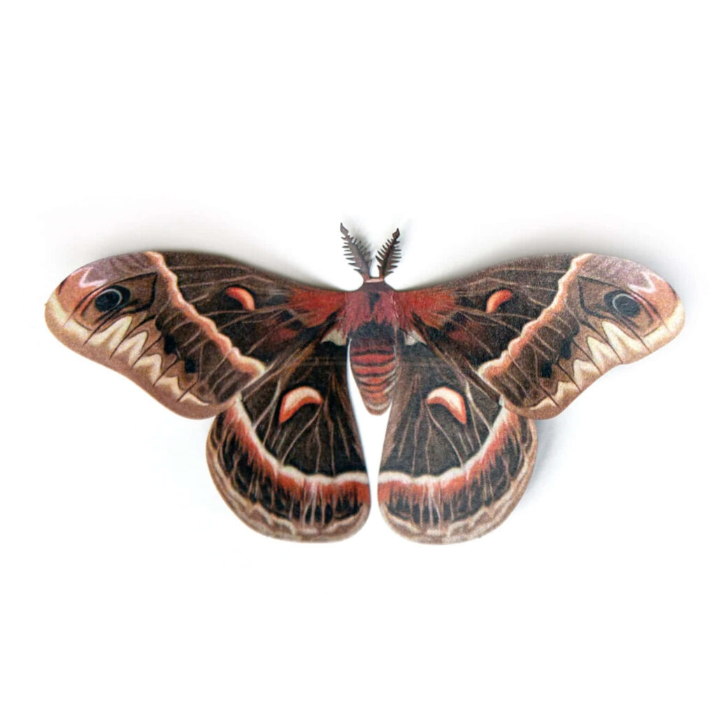 Cecropia Moth wallpaper with spread wings in earthy brown tan and rusty red natural patterns