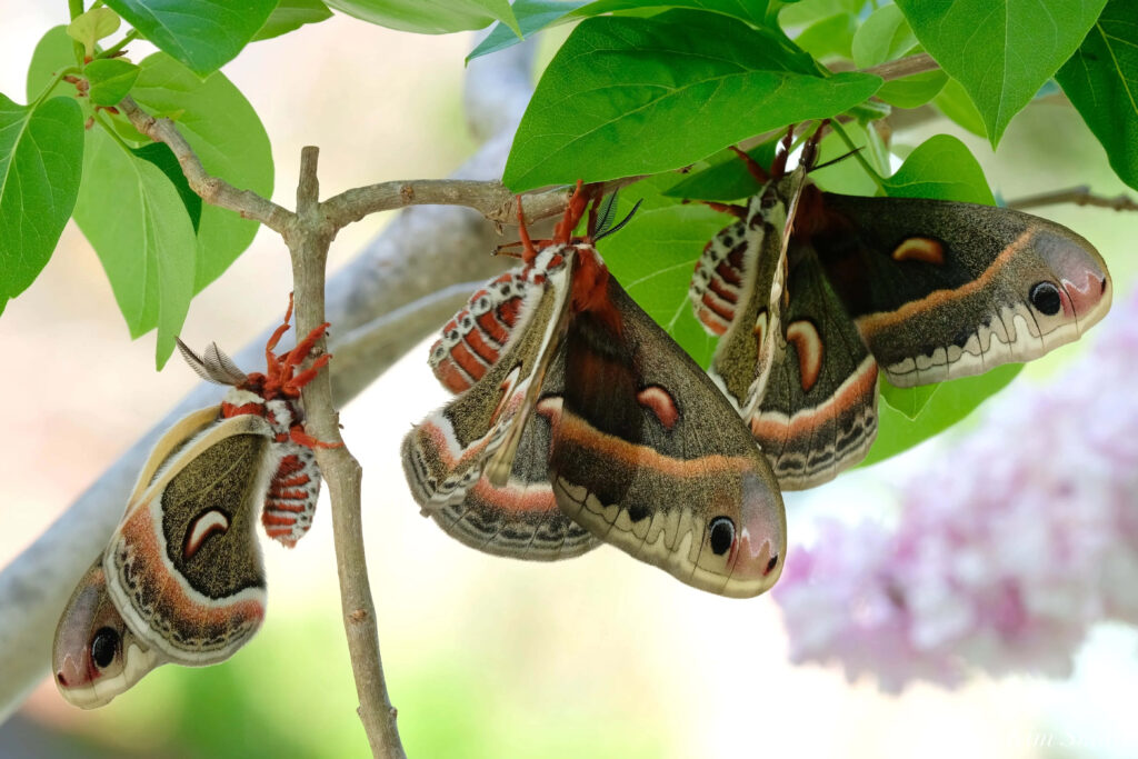 Cecropia moths on leafy branch with intricate wing patterns in soft sunlight nature wallpaper background