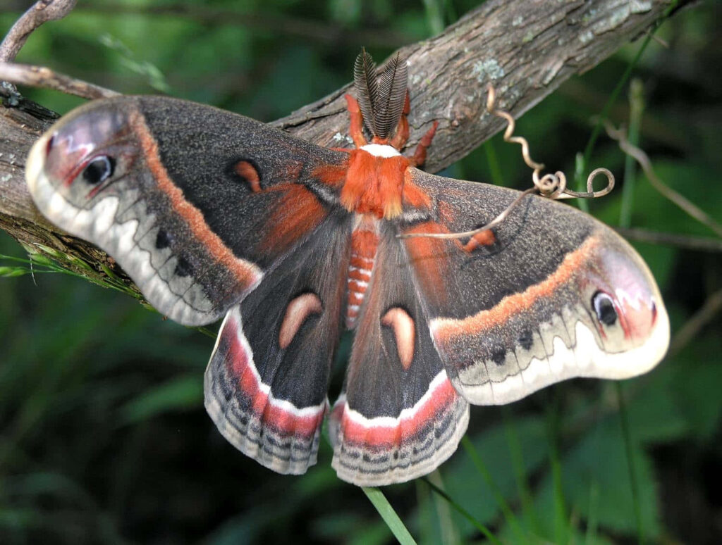 Cecropia moth with spread wings in brown red and white detailed patterns on green background Wallpaper