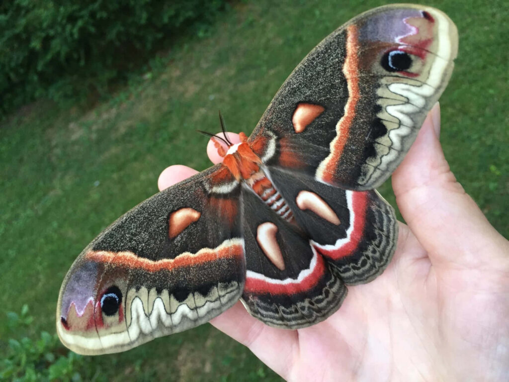 Cecropia Moth with large patterned wings resting on hand against green outdoor background Wallpaper