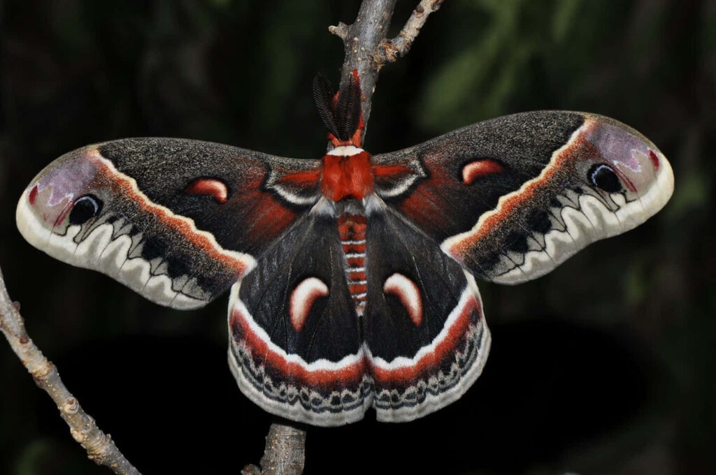 Cecropia moth with large spread wings detailed red gray black natural background wallpaper