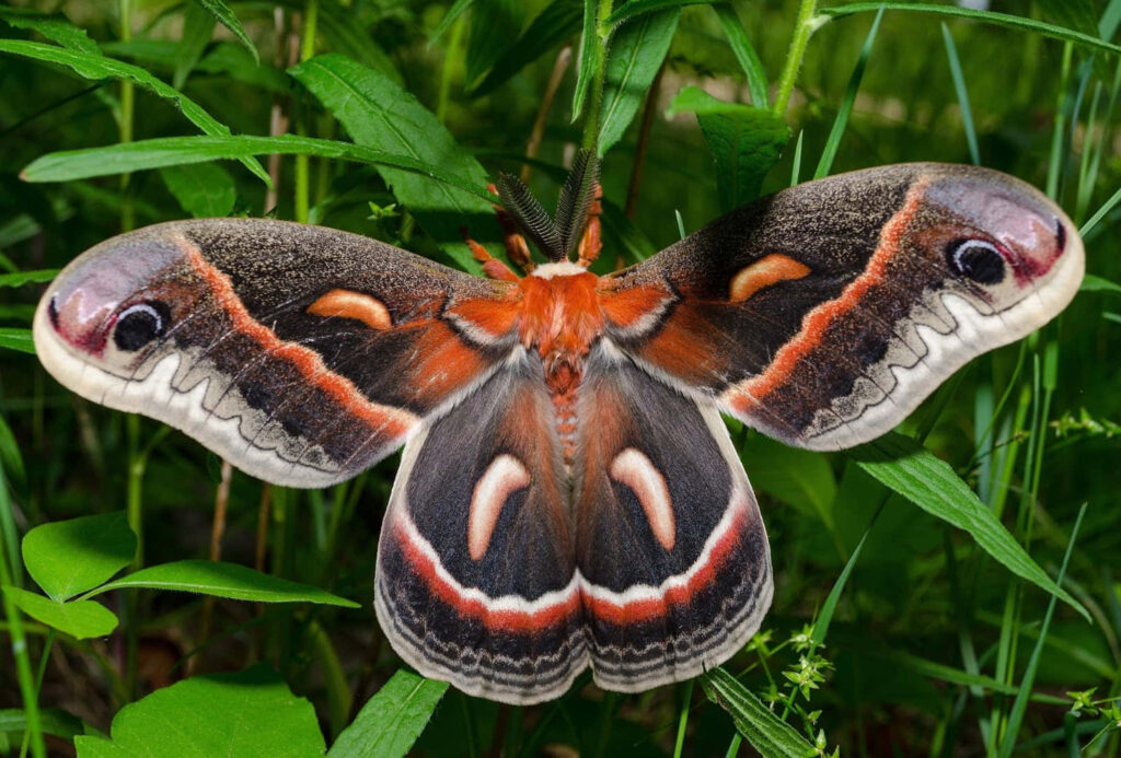 Cecropia moth with vivid brown orange and white wings resting on green foliage wallpaper background