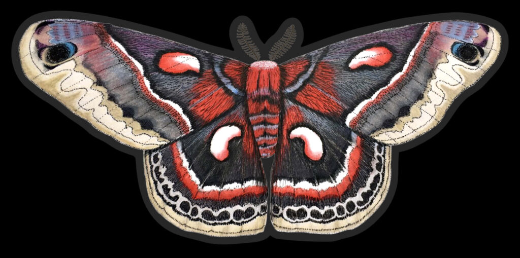 Cecropia moth with wings spread displaying red black and cream patterns nature wallpaper