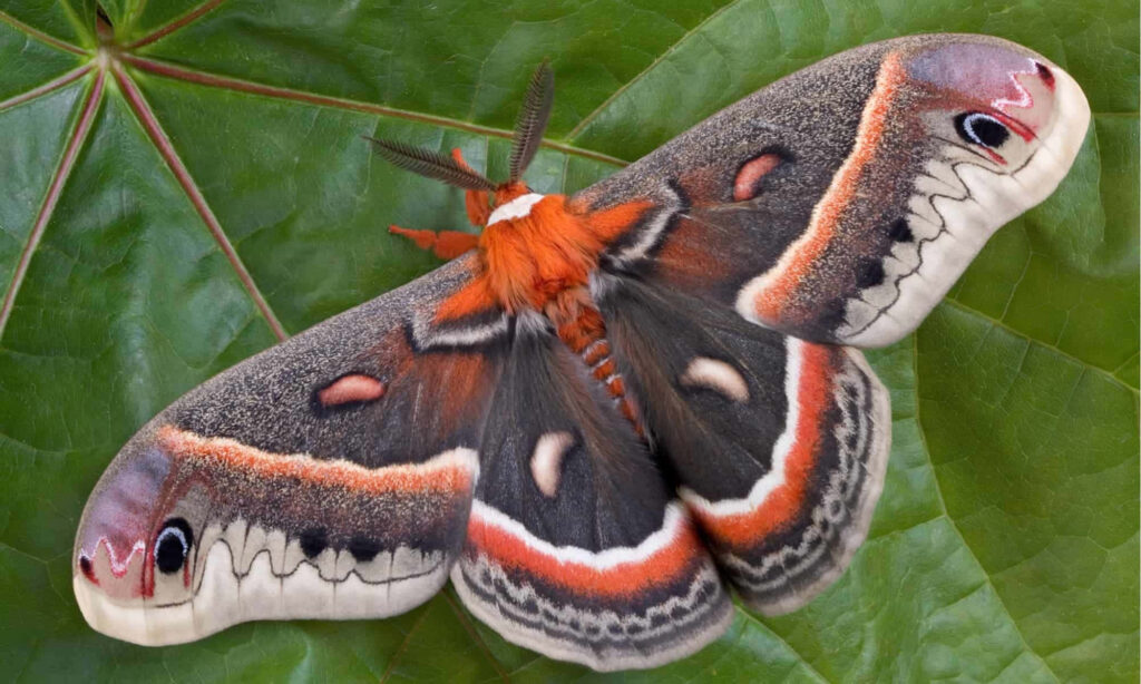 Cecropia Moth on green leaf showing intricate orange white black wing patterns and feathery antennae Wallpaper