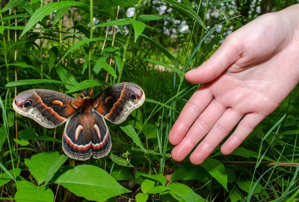 Cecropia moth with orange black cream wings on green leaves near gentle hand in nature background Wallpaper