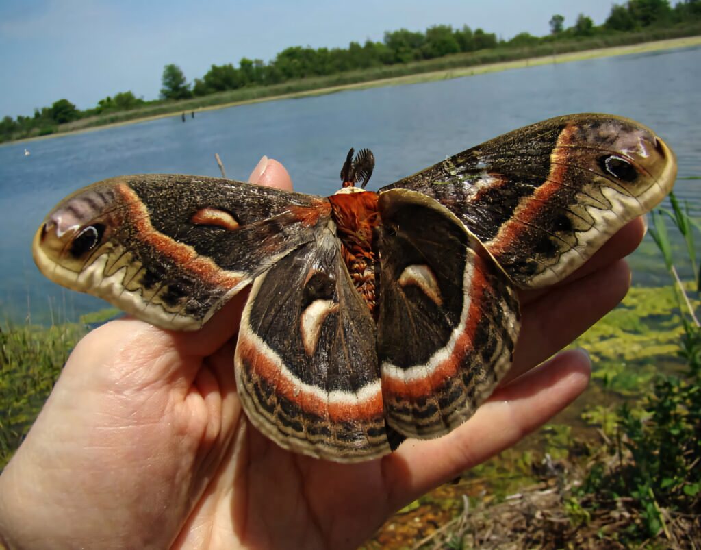 Cecropia moth with velvety patterned wings resting on hand by serene lakeside with greenery Wallpaper