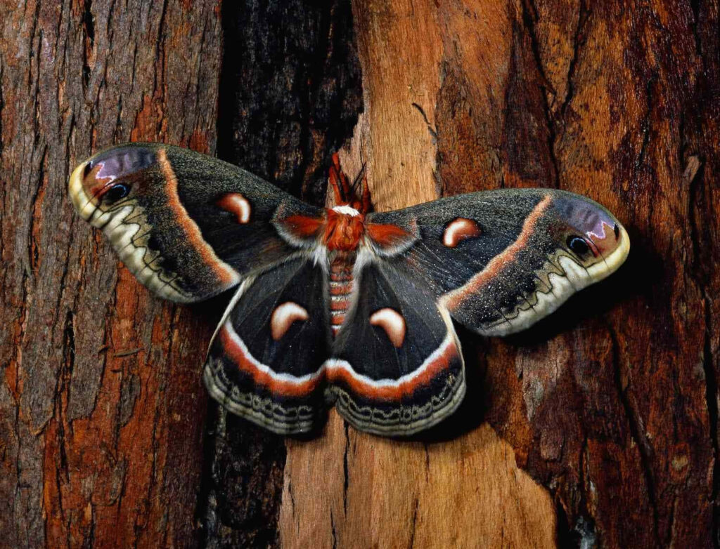 Cecropia moth with bold black white orange red wings resting on textured tree bark background Wallpaper