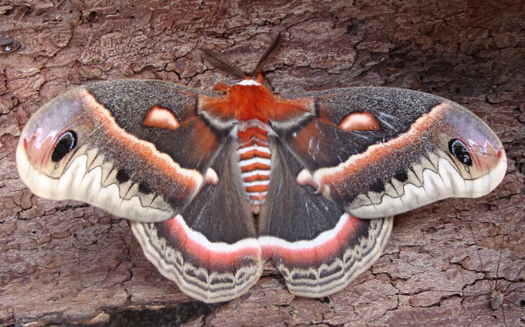 Cecropia Moth with vibrant brown orange white and black wings resting on textured tree bark background Wallpaper