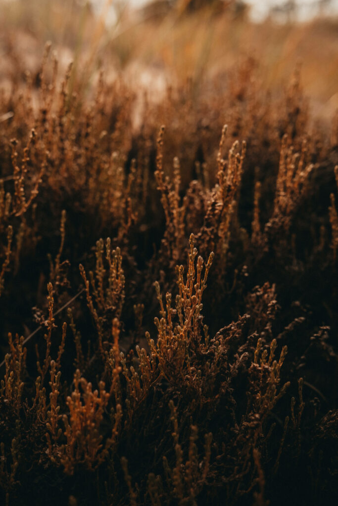 A Serene Portrait of Earthy Aesthetics: Captivating Light Brown Field of Grass Wallpaper
