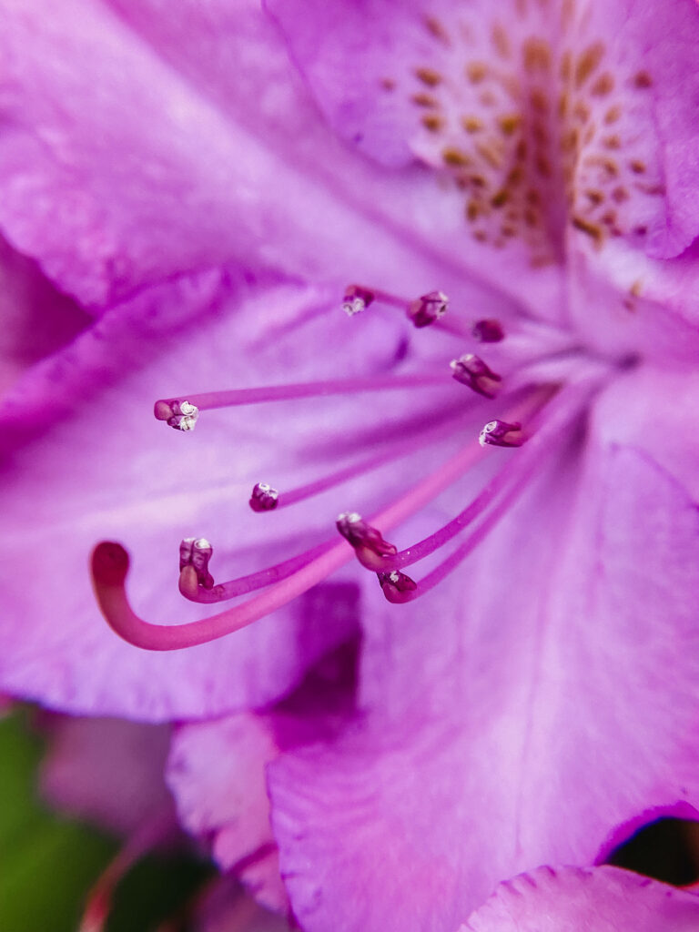 Stamen Close-up: A Mesmerizing Purple Floral Snapshot as a Captivating iPhone Wallpaper
