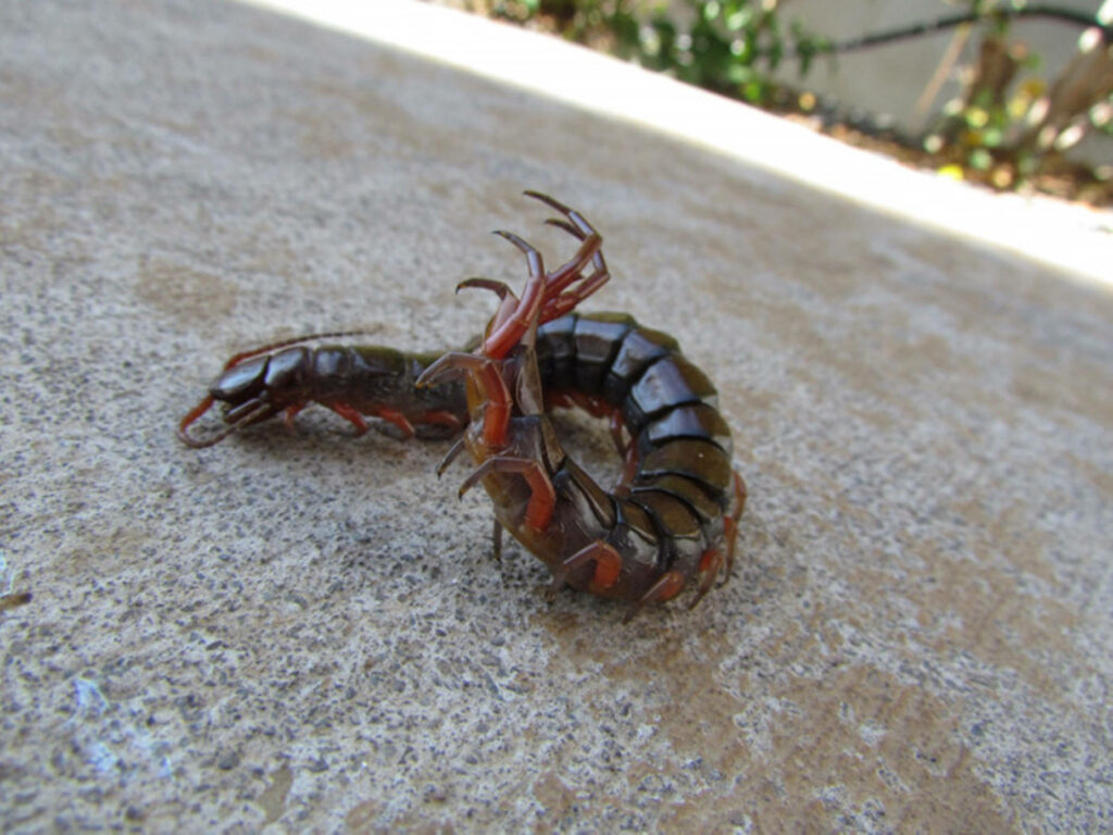 Centipede Attack Wallpaper: Textured Concrete Background Design