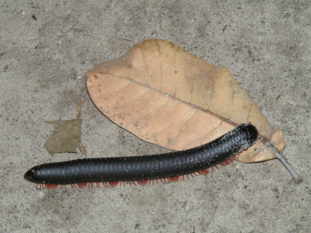 Centipede on Dry Leaf: A Contrast of Nature's Textures Wallpaper