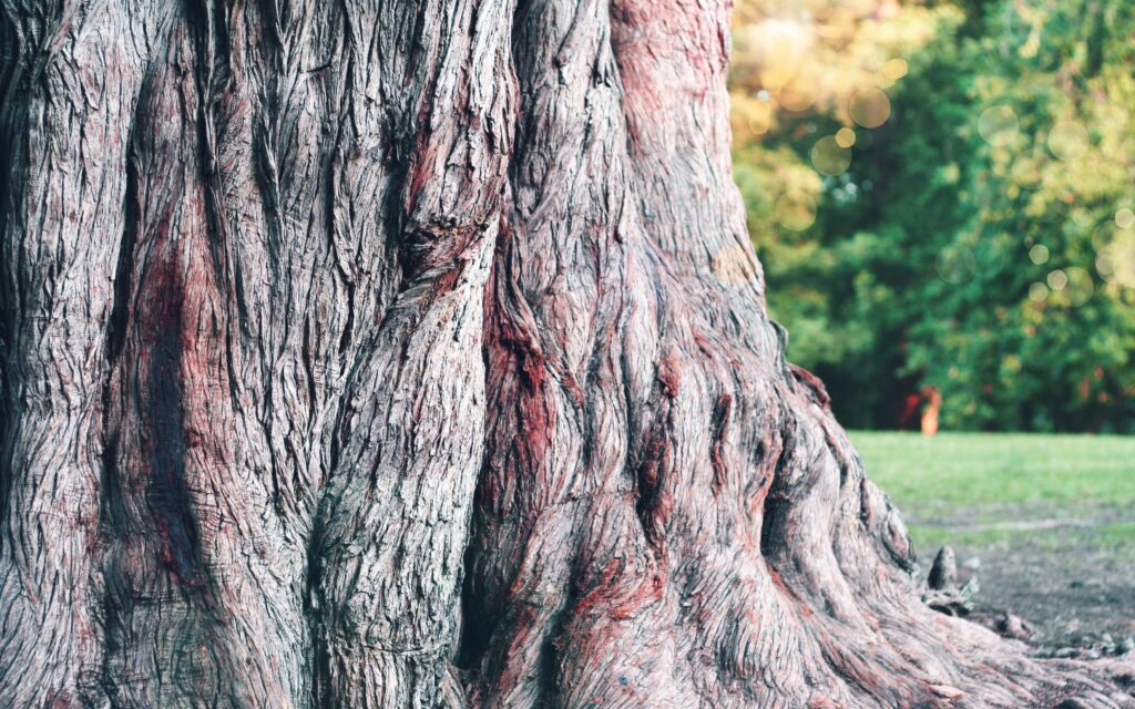Macro close-up of century-old tree trunk bark showing rugged texture and earthy tones forest background Wallpaper