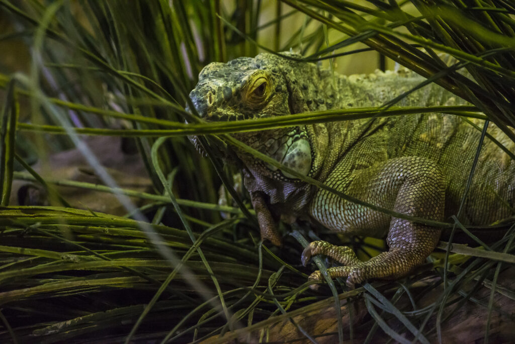Chameleon Camouflage: Vibrant Wallpaper in Lush Green Grass