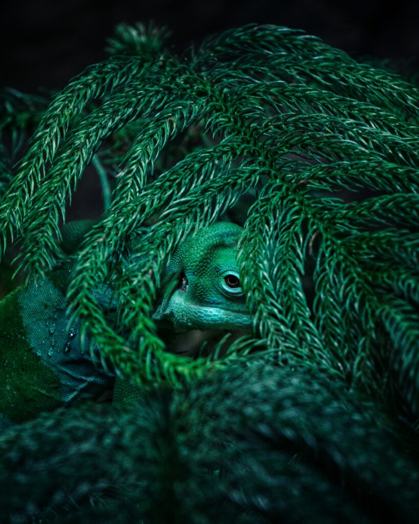 Chameleon Camouflage: Vibrant Nature Wallpaper Among Green Foliage