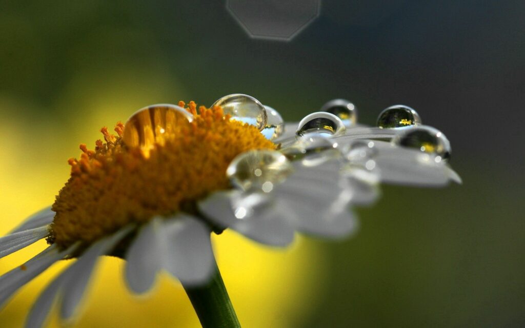 Close-Up Chamomile Flower Wallpaper with Water Drops & Natural Light