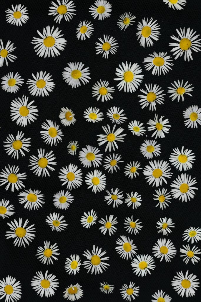 Chamomile Flower Wallpaper: White Petals & Yellow Centers on Black