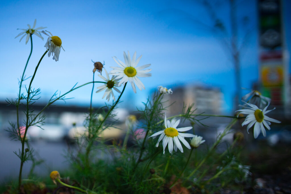 Macro Chamomile Flowers Against Blurred Urban Background Wallpaper