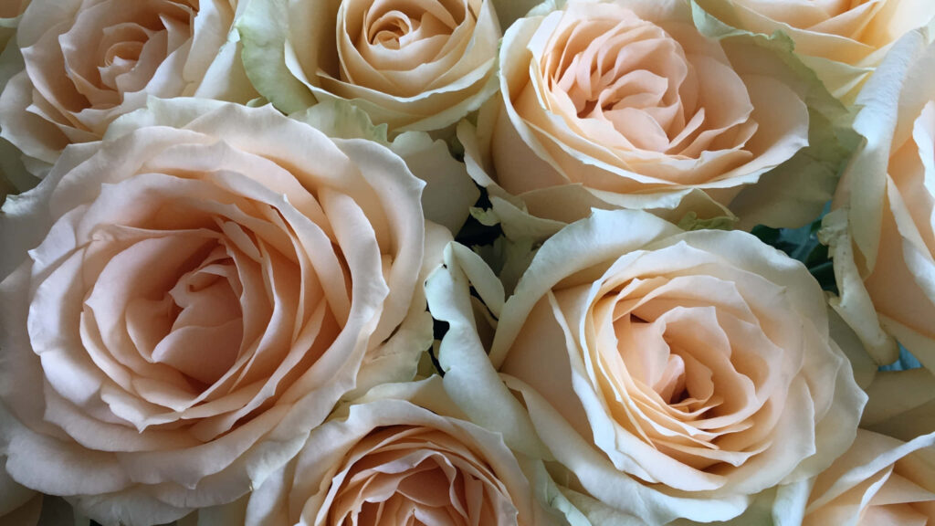 Elegant Champagne-Colored Roses Wallpaper for a Tranquil Background