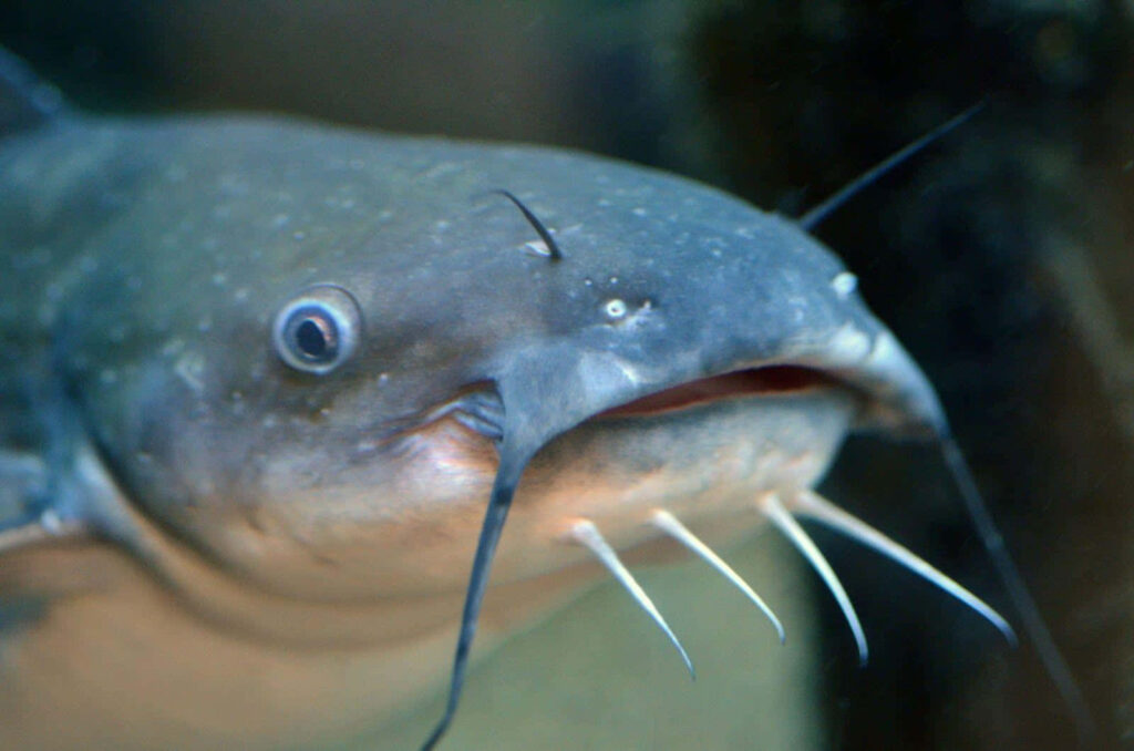 Close-up of a channel catfish with distinct whisker barbels and smooth bluish-gray skin underwater Wallpaper