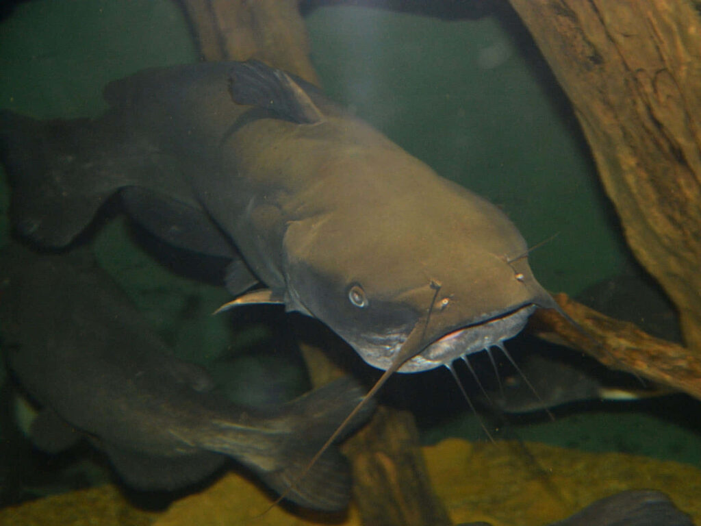 Channel Catfish swimming underwater among submerged branches in clear freshwater habitat wallpaper