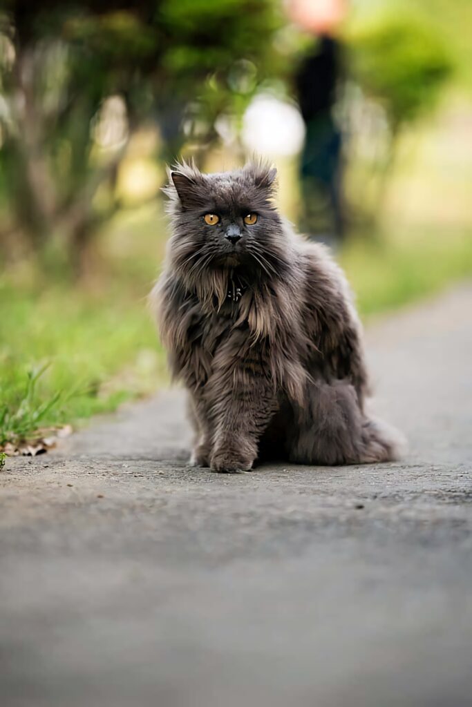 Chantilly Tiffany cat with dark medium-long fur and golden eyes sitting on green pathway Wallpaper