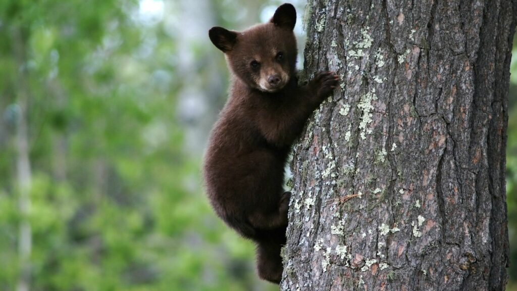 Charming Bear Cub Climbing Tree - Serene 1920x1080 Wallpaper