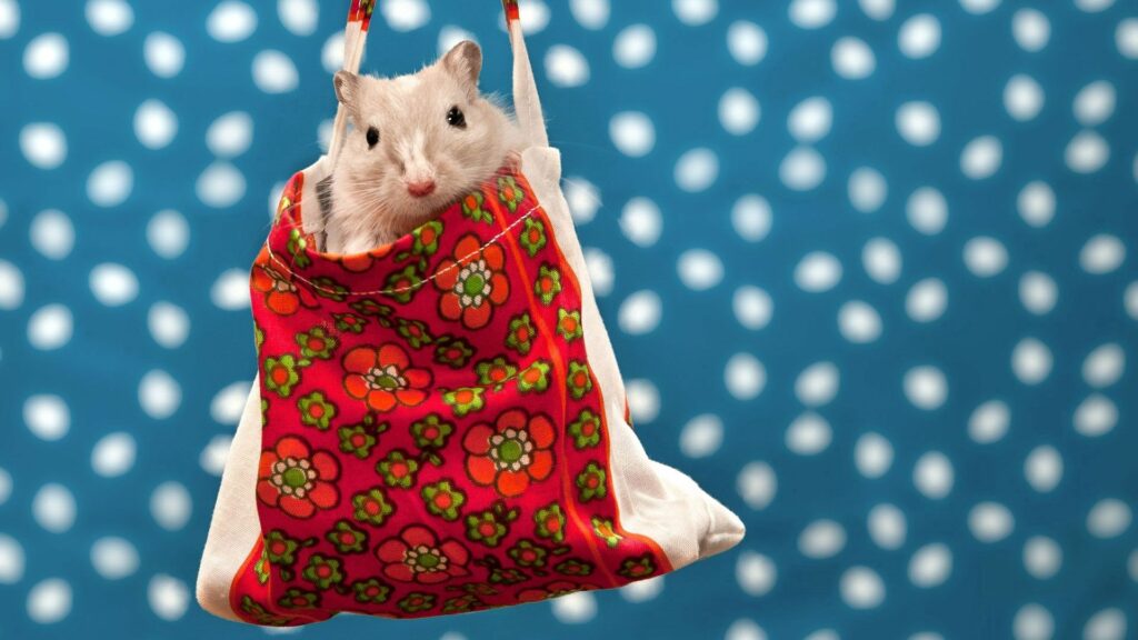 Colorful Hamster Wallpaper: Cute Hamster in Flower Bag on Polka Dots