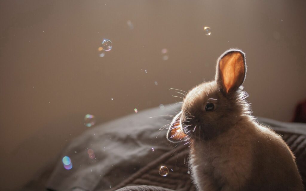Charming Rabbit Wallpaper: Whimsical Bubbles & Soft Lighting