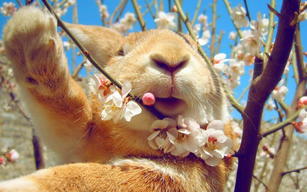 Whimsical Rabbit Wallpaper: Springtime Delight in 1920x1200