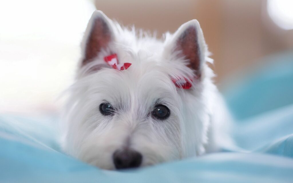Charming Fluffy White Dog Wallpaper with Red Bows - 1920x1200