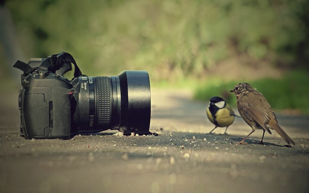 Charming 1920x1200 Wallpaper: Birds Curiously Engage with Camera