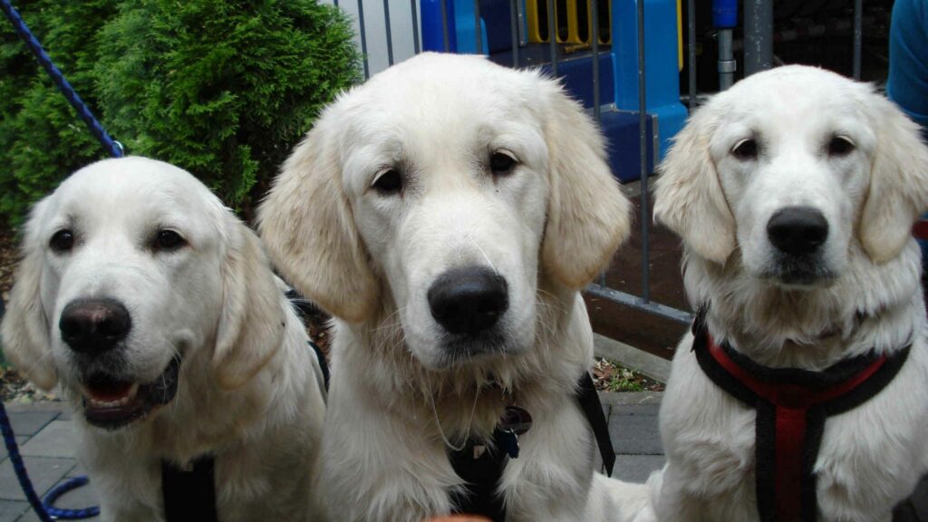 Charming 2560x1440 Wallpaper of 3 Adorable Labrador Dogs Outdoors