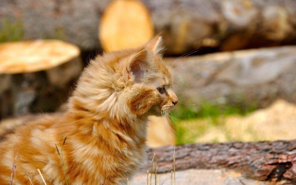 Charming Fluffy Kitten Wallpaper 2560x1600 - Natural Background