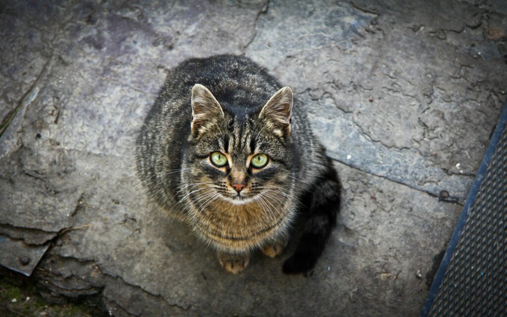 Charming Striped Cat Wallpaper: Soft Fur & Earthy Stone Background