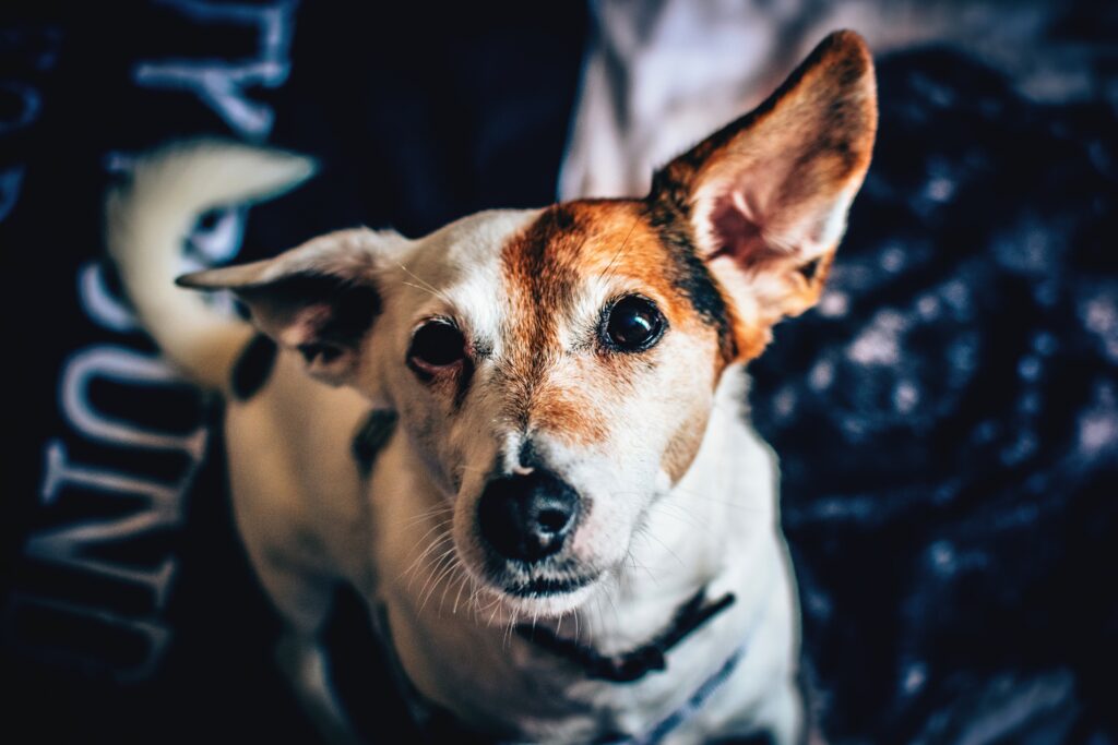 Charming Spotted Dog Wallpaper: Expressive Gaze & Attentive Ears