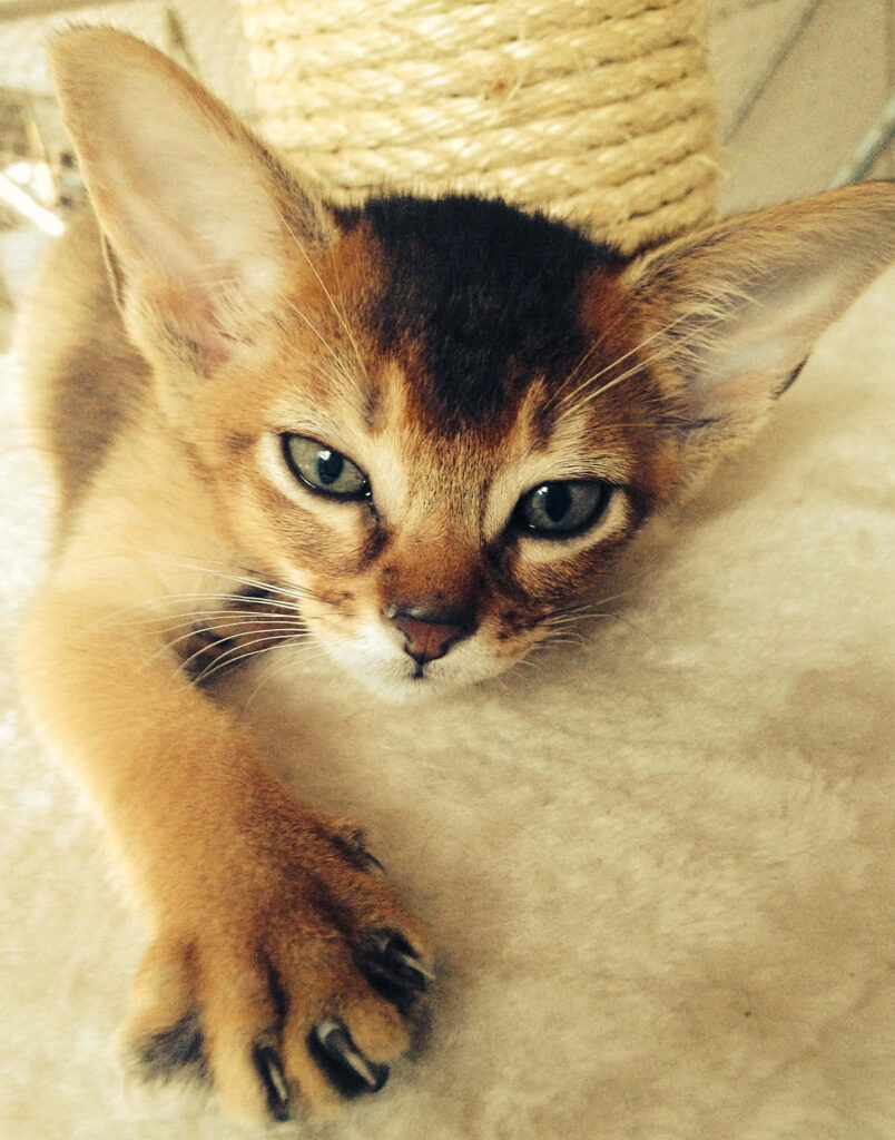 Charming Abyssinian Cat Wallpaper: Cozy Feline Companionship
