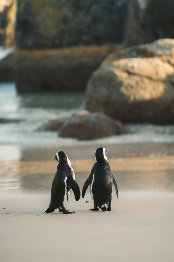 Charming African Penguins on Sandy Beach - Serene Wildlife Wallpaper