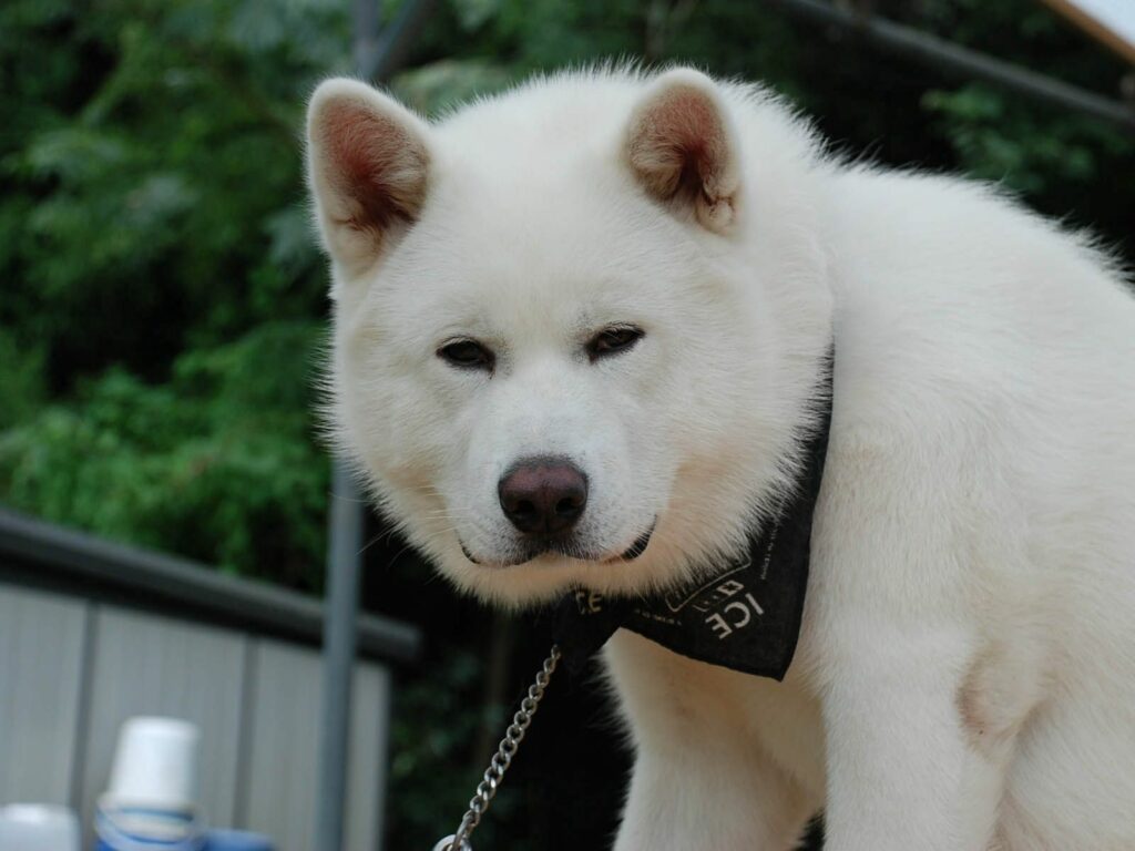 Close-Up Akita Inu Wallpaper: Fluffy White Fur & Gentle Expression