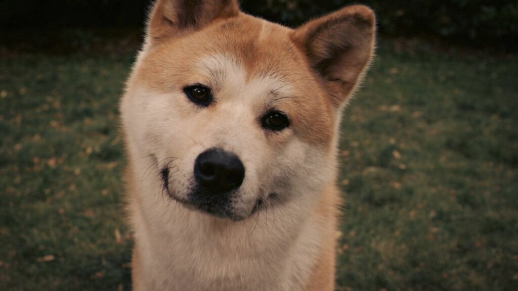 Charming Akita Inu Wallpaper: Gentle Eyes & Peaceful Grassy Background