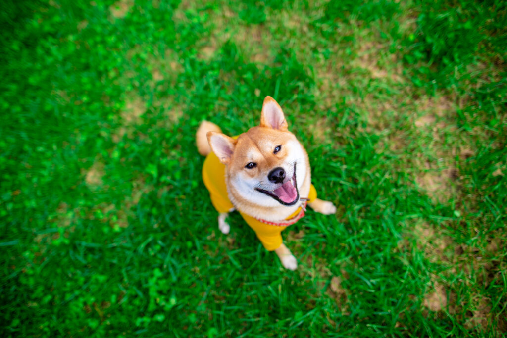 Charming Akita Inu in Yellow Outfit on Lush Green Lawn Wallpaper