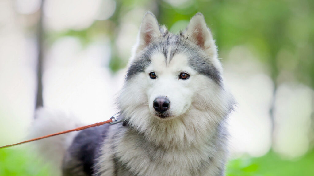 Charming Alaskan Malamute on Leash Amidst Lush Greenery Wallpaper