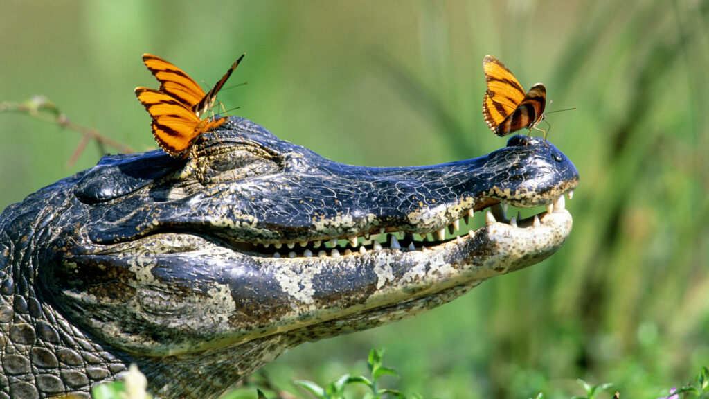 Charming Alligator with Butterflies in a Lush Natural Background Wallpaper