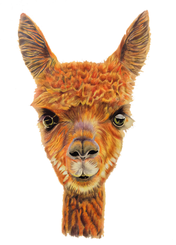 Charming Alpaca Portrait Wallpaper - Warm Hues & Expressive Eyes
