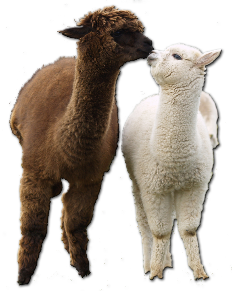 Heartwarming Alpacas Wallpaper: Cozy Companionship Scene